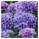 ペーパー+デザインフラワープリントランチナプキン