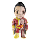 xxray面白い解剖学の図